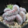 Mammillaria_compressa_cv_yokan